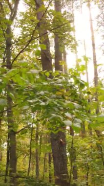 Gündüz Ukrayna 'daki bir sonbahar ormanının dikey videosu