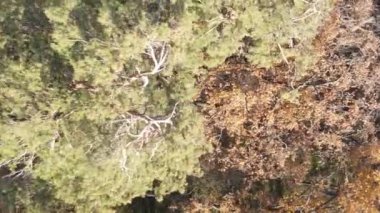 Gündüz Ukrayna 'daki bir sonbahar ormanının dikey videosu