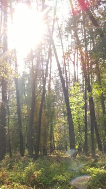 Gündüz Ukrayna 'daki bir sonbahar ormanının dikey videosu