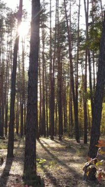 Gündüz Ukrayna 'daki bir sonbahar ormanının dikey videosu