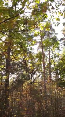 Gündüz Ukrayna 'daki bir sonbahar ormanının dikey videosu