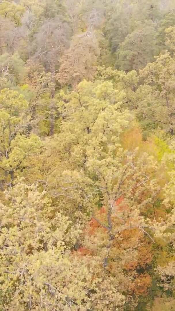Pionowe Wideo Krajobrazu Leśnego Jesienny Dzień Ukrainie — Wideo stockowe