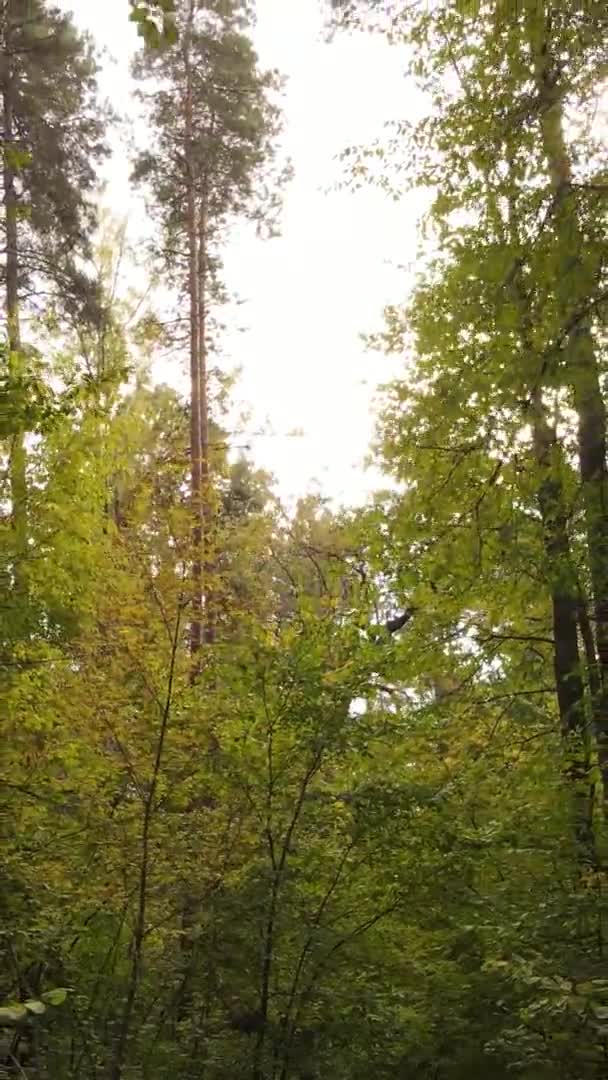 Video Verticale Una Foresta Autunnale Durante Giorno Ucraina — Video Stock