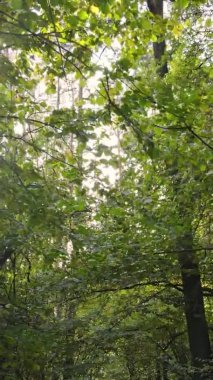 Gündüz Ukrayna 'daki bir sonbahar ormanının dikey videosu