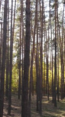 Gündüz Ukrayna 'daki bir sonbahar ormanının dikey videosu