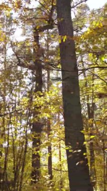 Gündüz Ukrayna 'daki bir sonbahar ormanının dikey videosu