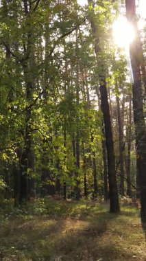 Gündüz Ukrayna 'daki bir sonbahar ormanının dikey videosu