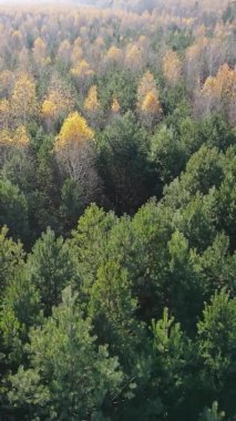 Gündüz Ukrayna 'daki bir sonbahar ormanının dikey videosu