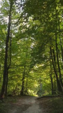 Gündüz Ukrayna 'daki bir sonbahar ormanının dikey videosu