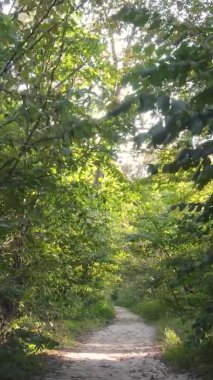 Gündüz Ukrayna 'daki bir sonbahar ormanının dikey videosu