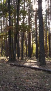Gündüz Ukrayna 'daki bir sonbahar ormanının dikey videosu
