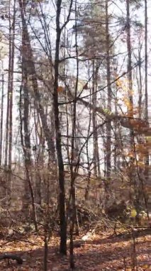 Gündüz Ukrayna 'daki bir sonbahar ormanının dikey videosu