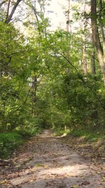 Gündüz Ukrayna 'daki bir sonbahar ormanının dikey videosu