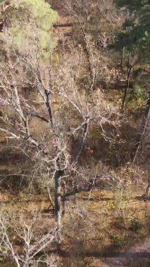 Gündüz Ukrayna 'daki bir sonbahar ormanının dikey videosu