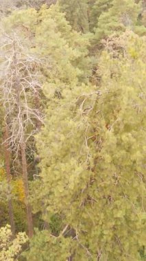 Gündüz Ukrayna 'daki bir sonbahar ormanının dikey videosu