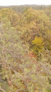 Gündüz Ukrayna 'daki bir sonbahar ormanının dikey videosu