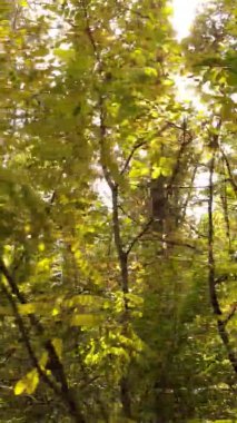 Gündüz Ukrayna 'daki bir sonbahar ormanının dikey videosu