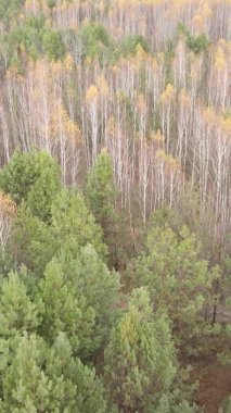 Gündüz Ukrayna 'daki bir sonbahar ormanının dikey videosu