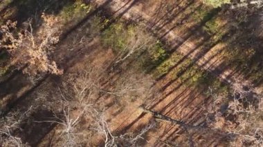 Gündüz Ukrayna 'daki bir sonbahar ormanının dikey videosu