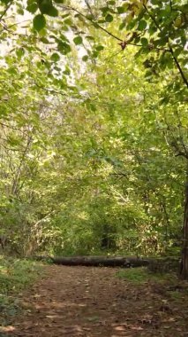 Gündüz Ukrayna 'daki bir sonbahar ormanının dikey videosu