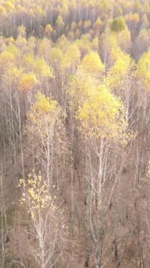 Gündüz Ukrayna 'daki bir sonbahar ormanının dikey videosu