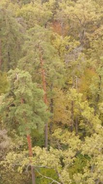 Gündüz Ukrayna 'daki bir sonbahar ormanının dikey videosu