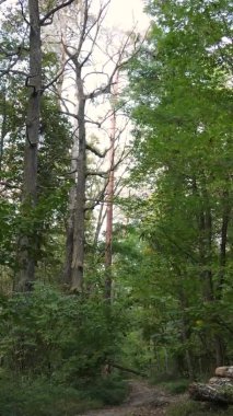 Gündüz Ukrayna 'daki bir sonbahar ormanının dikey videosu