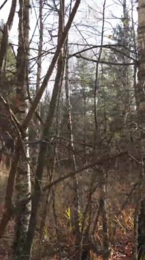 Gündüz Ukrayna 'daki bir sonbahar ormanının dikey videosu