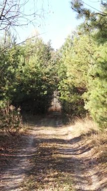 Gündüz Ukrayna 'daki bir sonbahar ormanının dikey videosu