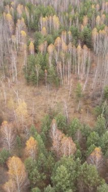 Gündüz Ukrayna 'daki bir sonbahar ormanının dikey videosu