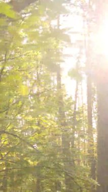 Gündüz Ukrayna 'daki bir sonbahar ormanının dikey videosu