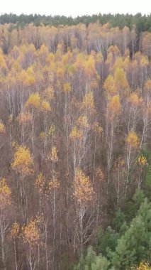 Gündüz Ukrayna 'daki bir sonbahar ormanının dikey videosu