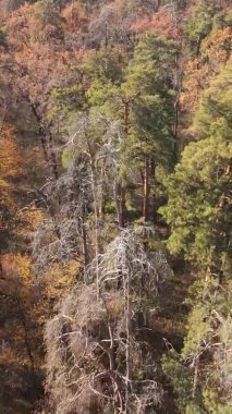 Gündüz Ukrayna 'daki bir sonbahar ormanının dikey videosu