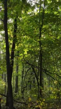 Gündüz Ukrayna 'daki bir sonbahar ormanının dikey videosu