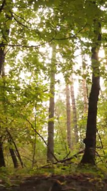 Gündüz Ukrayna 'daki bir sonbahar ormanının dikey videosu