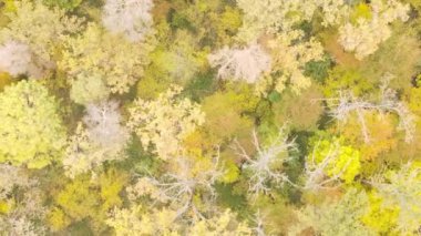 Gündüz Ukrayna 'daki bir sonbahar ormanının dikey videosu