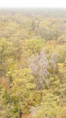 Gündüz Ukrayna 'daki bir sonbahar ormanının dikey videosu