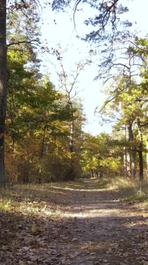 Gündüz Ukrayna 'daki bir sonbahar ormanının dikey videosu