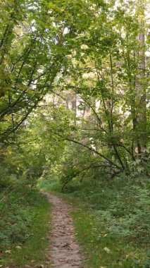 Gündüz Ukrayna 'daki bir sonbahar ormanının dikey videosu