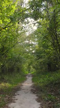 Gündüz Ukrayna 'daki bir sonbahar ormanının dikey videosu