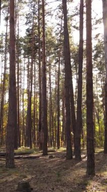 Gündüz Ukrayna 'daki bir sonbahar ormanının dikey videosu