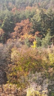 Gündüz Ukrayna 'daki bir sonbahar ormanının dikey videosu