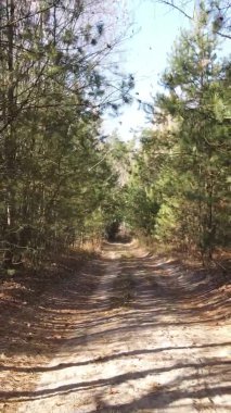 Gündüz Ukrayna 'daki bir sonbahar ormanının dikey videosu