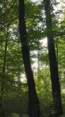 Gündüz Ukrayna 'daki bir sonbahar ormanının dikey videosu