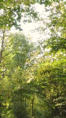 Gündüz Ukrayna 'daki bir sonbahar ormanının dikey videosu