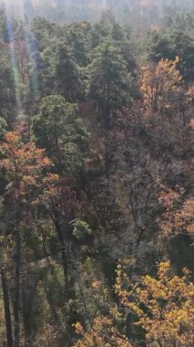 Gündüz Ukrayna 'daki bir sonbahar ormanının dikey videosu