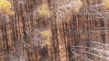 Gündüz Ukrayna 'daki bir sonbahar ormanının dikey videosu