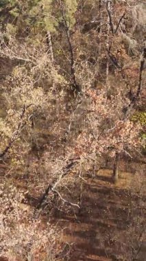 Gündüz Ukrayna 'daki bir sonbahar ormanının dikey videosu