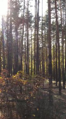 Gündüz Ukrayna 'daki bir sonbahar ormanının dikey videosu