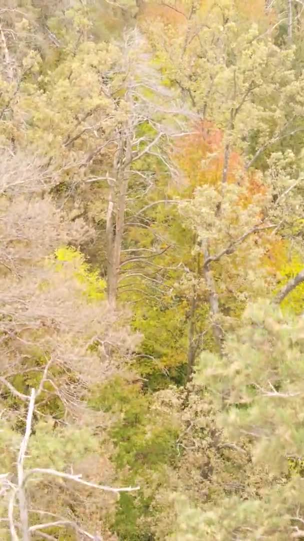 Κάθετη Βίντεο Από Ένα Φθινόπωρο Δάσος Κατά Διάρκεια Της Ημέρας — Αρχείο Βίντεο